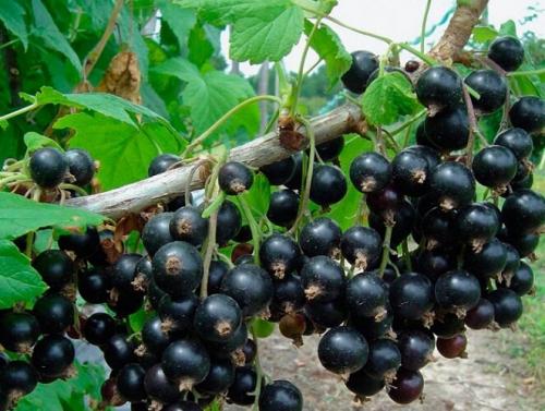 Чтобы смородина плодоносила. Подкармливаем смородину правильно. Чем подкормить смородину для обильного плодоношения