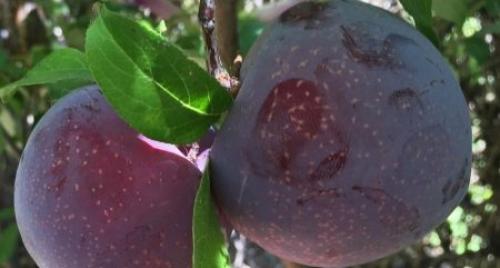 Гибрид инжира и персика. Характеристика плоского персика 06