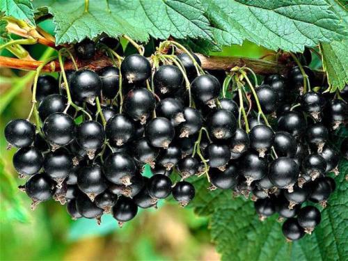 Как разрядить смородину. Как омолодить куст смородины, чтобы повысить урожай