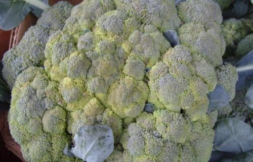 Капуста семена лучшие сорта для открытого грунта. Лучшие поздние сорта капусты для длительного хранения 11 Капуста семена лучшие сорта для открытого грунта. Лучшие поздние сорта капусты для длительного хранения 11