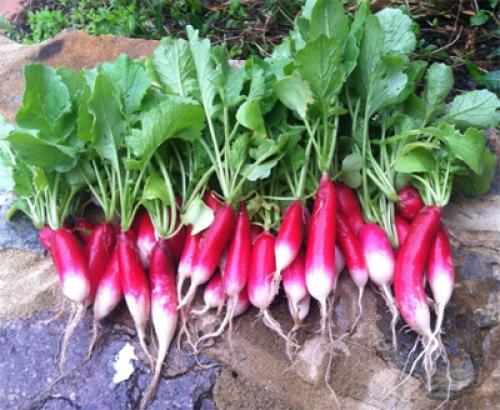 Капуста семена лучшие сорта для открытого грунта. Лучшие поздние сорта капусты для длительного хранения 18 Капуста семена лучшие сорта для открытого грунта. Лучшие поздние сорта капусты для длительного хранения 18