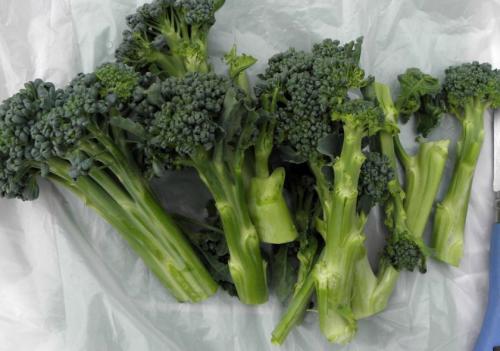 Капуста семена лучшие сорта для открытого грунта. Лучшие поздние сорта капусты для длительного хранения 08 Капуста семена лучшие сорта для открытого грунта. Лучшие поздние сорта капусты для длительного хранения 08