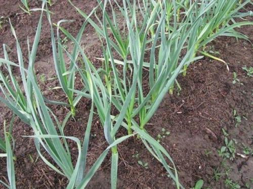 Сколько нужно чеснока на 1 сотку посадить