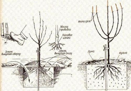 Как посадить персик саженец осенью. Почему осенняя высадка персика лучше