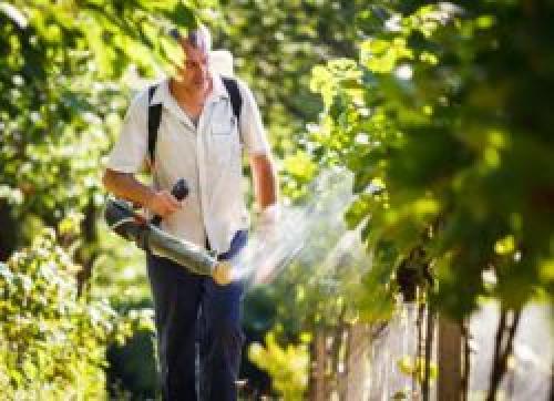 Обработка винограда осенью мочевиной. Осенняя обработка винограда мочевиной