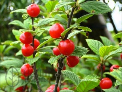 Когда лучше сажать войлочную вишню осенью или весной. Условия для выращивания китайской вишни 05