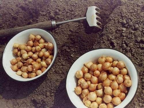 Фасоль посадка под зиму. Нюансы подзимнего высева различных культур.