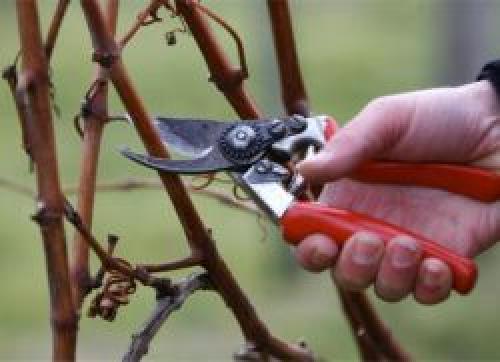 Обработка винограда осенью мочевиной. Осенняя обработка винограда мочевиной