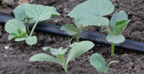Капельный полив на высоких грядках. 7 принципов капельного полива: