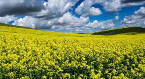 Чем весной засеять огород, чтобы земля отдохнула. Культуры, засеваемые для отдыха земли 08