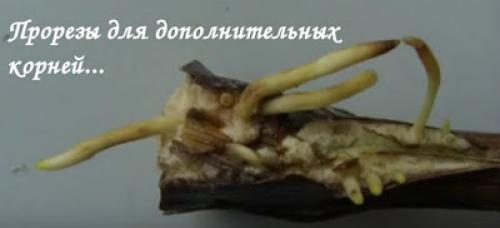 Уход осенью за виноградом на Урале. Секреты успешного виноградарства!