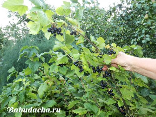 Летняя обрезка смородины и крыжовника. Весна или осень: Когда обрезать смородину и крыжовник?