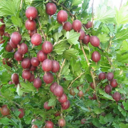 Обработка крыжовника осенью на зиму. Действия после обрезки 04