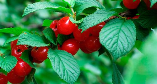 Когда лучше сажать войлочную вишню осенью или весной. Условия для выращивания китайской вишни 08