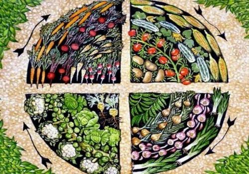 Как дать отдохнуть земле после картошки. Что посадить после картофеля, чтобы земля отдохнула