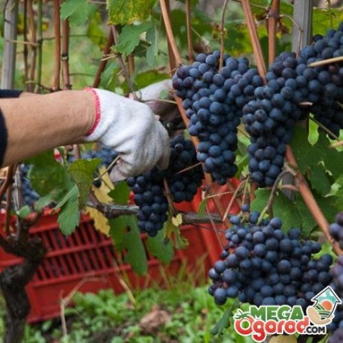 Сезон винограда. Что такое календарь виноградаря?