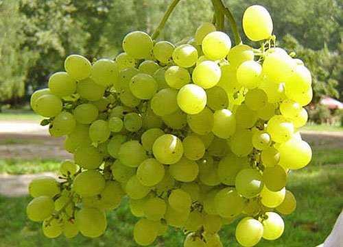 Уход осенью за виноградом на Урале. Секреты успешного виноградарства! 06