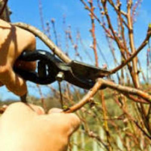 Обрезка персика. Как обрезать персик весной