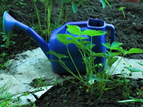 Йод применение в огороде. Одна капля йода, и ваш огород преобразится до неузнаваемости 03 Йод применение в огороде. Одна капля йода, и ваш огород преобразится до неузнаваемости 03