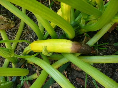 Йод применение в огороде. Одна капля йода, и ваш огород преобразится до неузнаваемости 02 Йод применение в огороде. Одна капля йода, и ваш огород преобразится до неузнаваемости 02