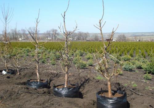 Посадка персика из косточки. Как посадить персик семечка