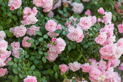 Йод для роз. Раствор из молока и йода против тли на розах