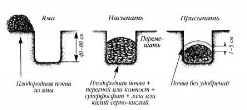 Чем удобрить яблони осенью. Чем подкормить яблоню осенью для хорошей зимовки и высокого урожая 11