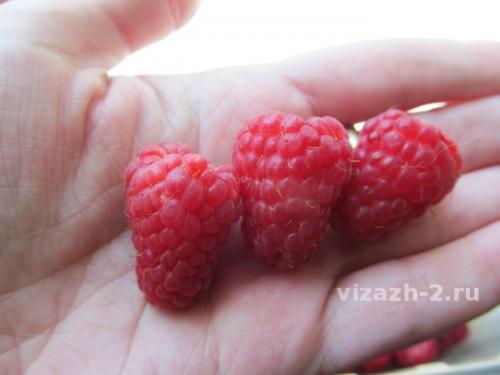 Коммерческие сорта малины. Новые сорта малины для бизнеса, лучшие для продажи