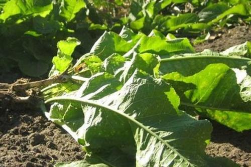 Как вывести хрен раундапом. Как избавиться от хрена в огороде