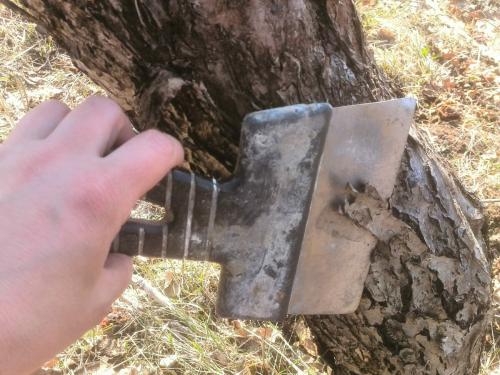 Как подготовить яблоню к побелке. Как побелить яблони весной. Правильная защита деревьев