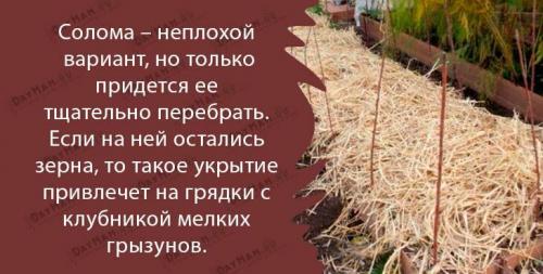 Как готовить клубнику на зиму в огороде. Подготовка клубники к зимнему укрытию