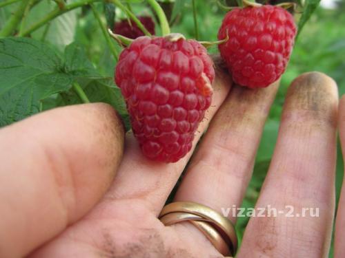 Коммерческие сорта малины. Новые сорта малины для бизнеса, лучшие для продажи