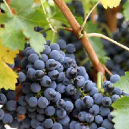 Сроки осенней обрезки винограда. Обрезка винограда осенью для начинающих