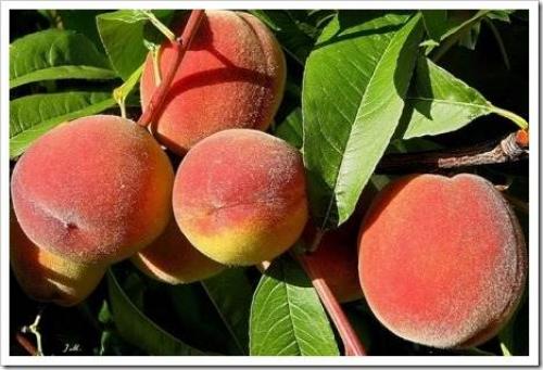 Пересадка персика осенью на новое место. Персик - стоит ли пересаживать? 05 Пересадка персика осенью на новое место. Персик - стоит ли пересаживать? 05