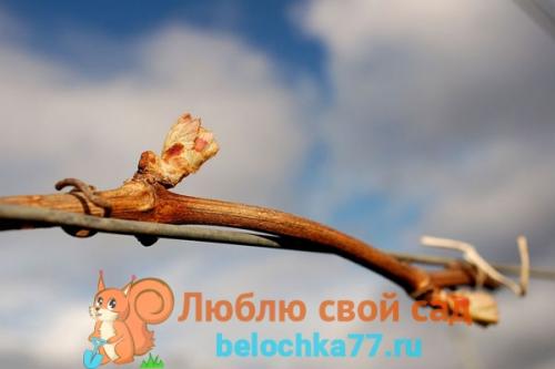 Если не вызрела лоза винограда. Степень и сроки вызревания лозы 05 Если не вызрела лоза винограда. Степень и сроки вызревания лозы 05