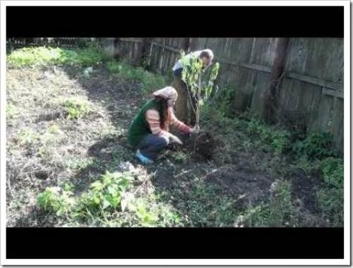 Пересадка персика осенью на новое место. Персик - стоит ли пересаживать? 04 Пересадка персика осенью на новое место. Персик - стоит ли пересаживать? 04