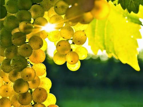 Посадка амурского винограда осенью. Сорта амурского винограда