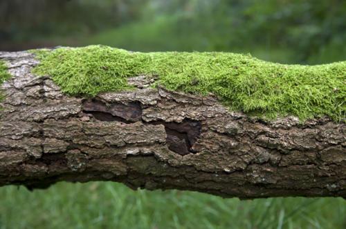 От чего на садовом участке появляется мох и как с этим бороться. Почему на участке вырос мох и как от него избавиться?