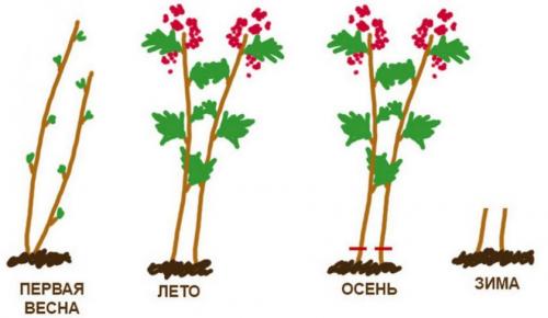 Что такое ремонтантная малина. Ремонтантная малина: свойства, преимущества и недостатки 01