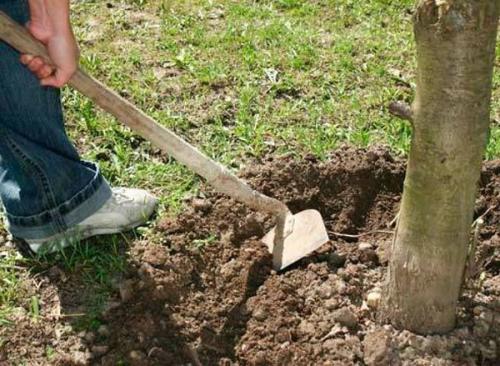 Нужно ли белить вишню. Уход осенью и подготовка к зиме