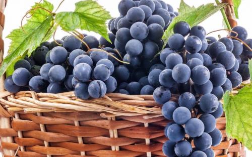 Когда убирать виноград Молдова. История сорта винограда Молдова