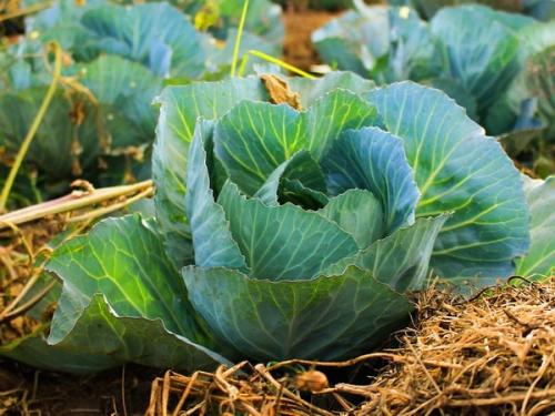 Йод применение в огороде. Одна капля йода, и ваш огород преобразится до неузнаваемости 04 Йод применение в огороде. Одна капля йода, и ваш огород преобразится до неузнаваемости 04