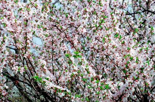 Китайская вишня цветение. Разновидности