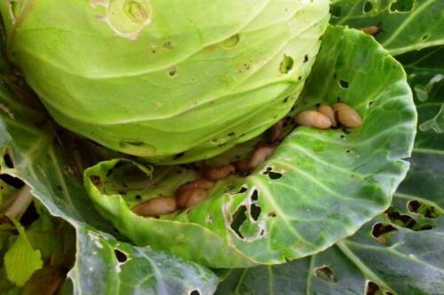 Гусеницы на капусте чем обработать. Как быстро и эффективно обработать капусту от слизней и гусениц