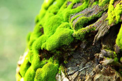 От чего на садовом участке появляется мох и как с этим бороться. Почему на участке вырос мох и как от него избавиться?