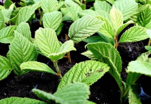 Размножение войлочной вишни черенками. Разведение черенками – просто и доступно 08 Размножение войлочной вишни черенками. Разведение черенками – просто и доступно 08