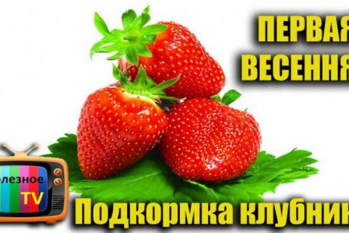 Клубника в мешках из под сахара. Выращивание клубники в мешках – выгодный бизнес