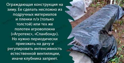 Как готовить клубнику на зиму в огороде. Подготовка клубники к зимнему укрытию