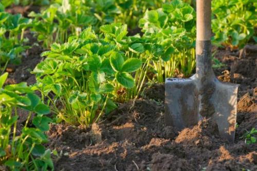 Клубника в мешках из под сахара. Выращивание клубники в мешках – выгодный бизнес