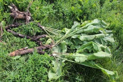 Как быстро вывести хрен с огорода. Как вывести хрен с огорода: сложности, эффективные методы